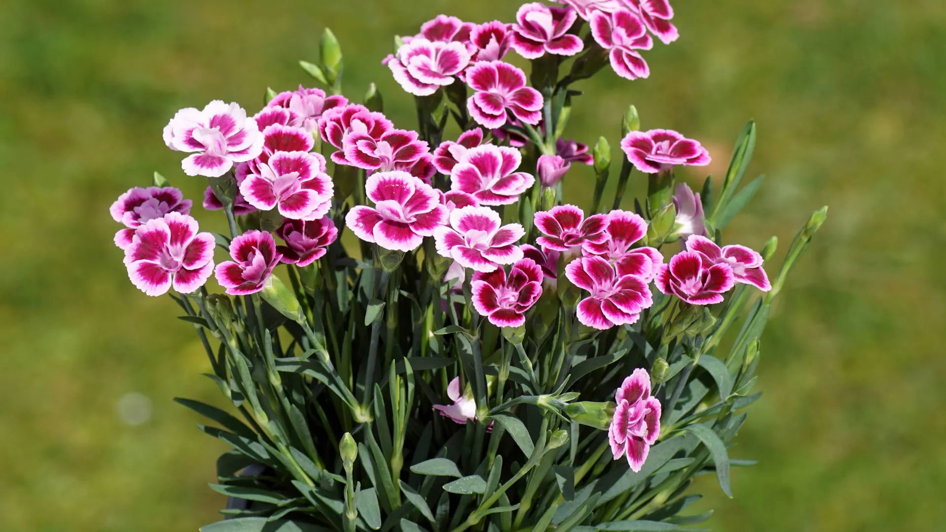 Go dzik Ogrodowy Dianthus Caryophyllus Opis Kiedy Sadzi Go dziki go-dzik-ogrodowy-dianthus-caryophyllus-opis-kiedy-sadzi-go-dziki